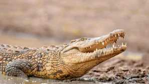 Нил крокодил